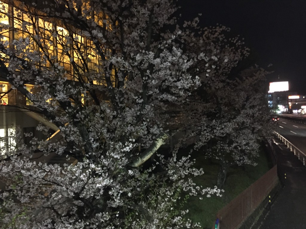 桜夜